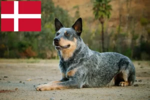 Scopri di più sull'articolo Allevatori di Australian Cattle Dog e cuccioli in Danimarca