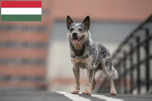 Scopri di più sull'articolo Allevatori di Australian Cattle Dog e cuccioli in Ungheria