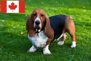 Scopri di più sull'articolo Allevatori di Basset Hound e cuccioli in Canada