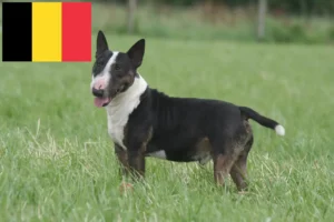 Scopri di più sull'articolo Allevatori di Bull Terrier in miniatura e cuccioli in Belgio