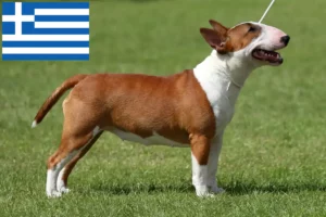 Scopri di più sull'articolo Allevatori di Bull Terrier in miniatura e cuccioli in Grecia