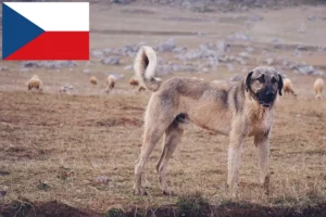 Scopri di più sull'articolo Allevatori di Kangal e cuccioli in Repubblica Ceca