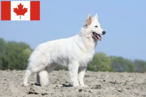 Scopri di più sull'articolo Allevatore di cani da pastore svizzero bianco e cuccioli in Canada