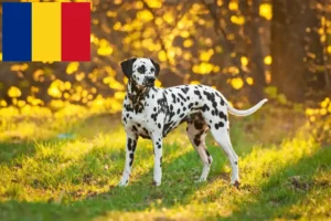 Scopri di più sull'articolo Allevatori di Dalmata e cuccioli in Romania