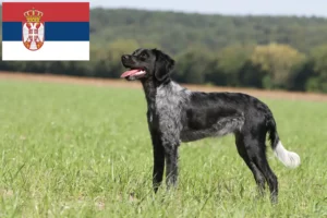 Scopri di più sull'articolo Allevatori di Epagneul Breton e cuccioli in Serbia