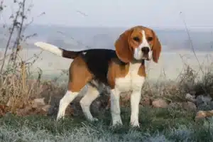 Scopri di più sull'articolo Allevatore di Beagle