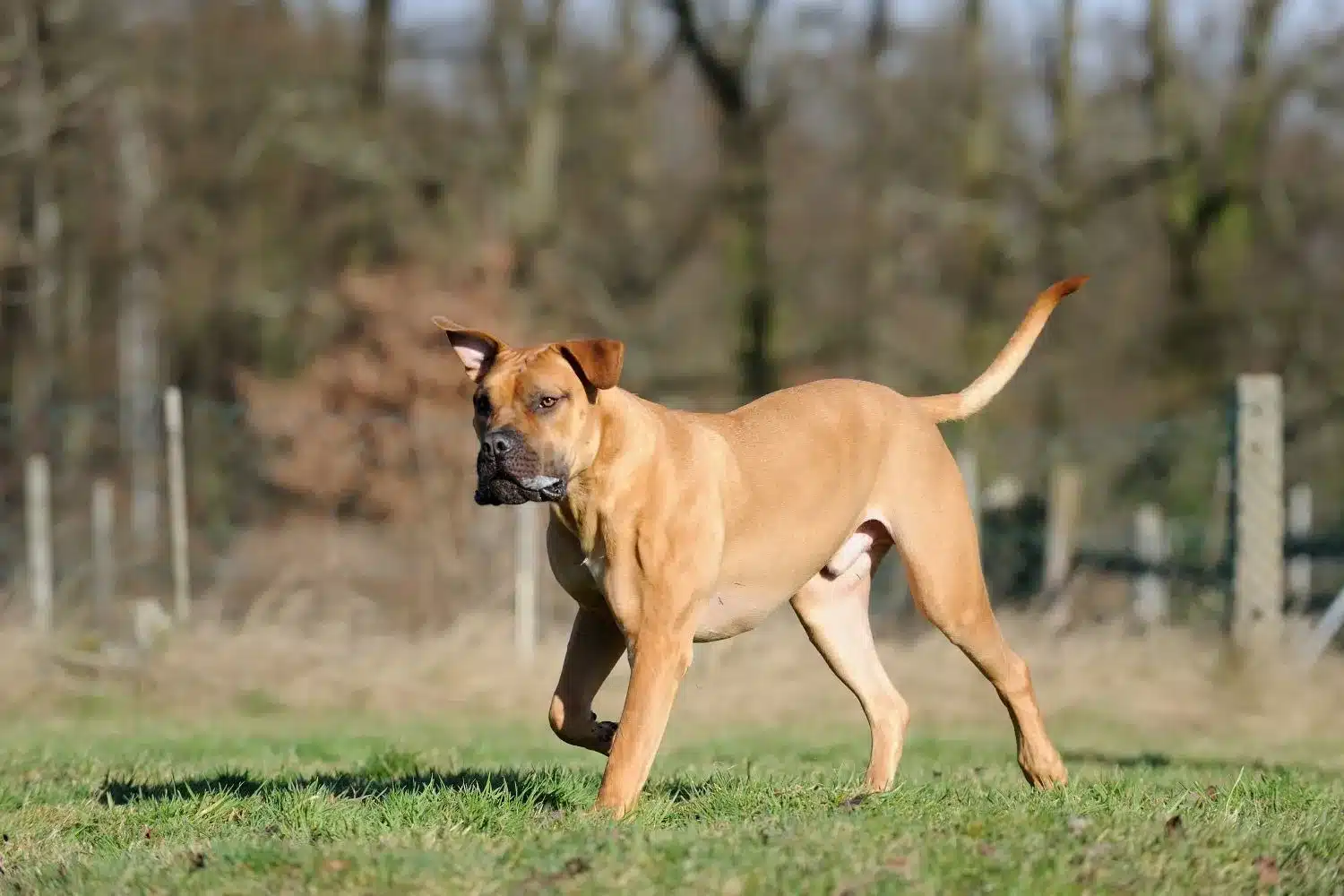 Scopri di più sull'articolo Allevatore di Boerboel