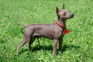 Scopri di più sull'articolo Allevatore di American Hairless Terrier