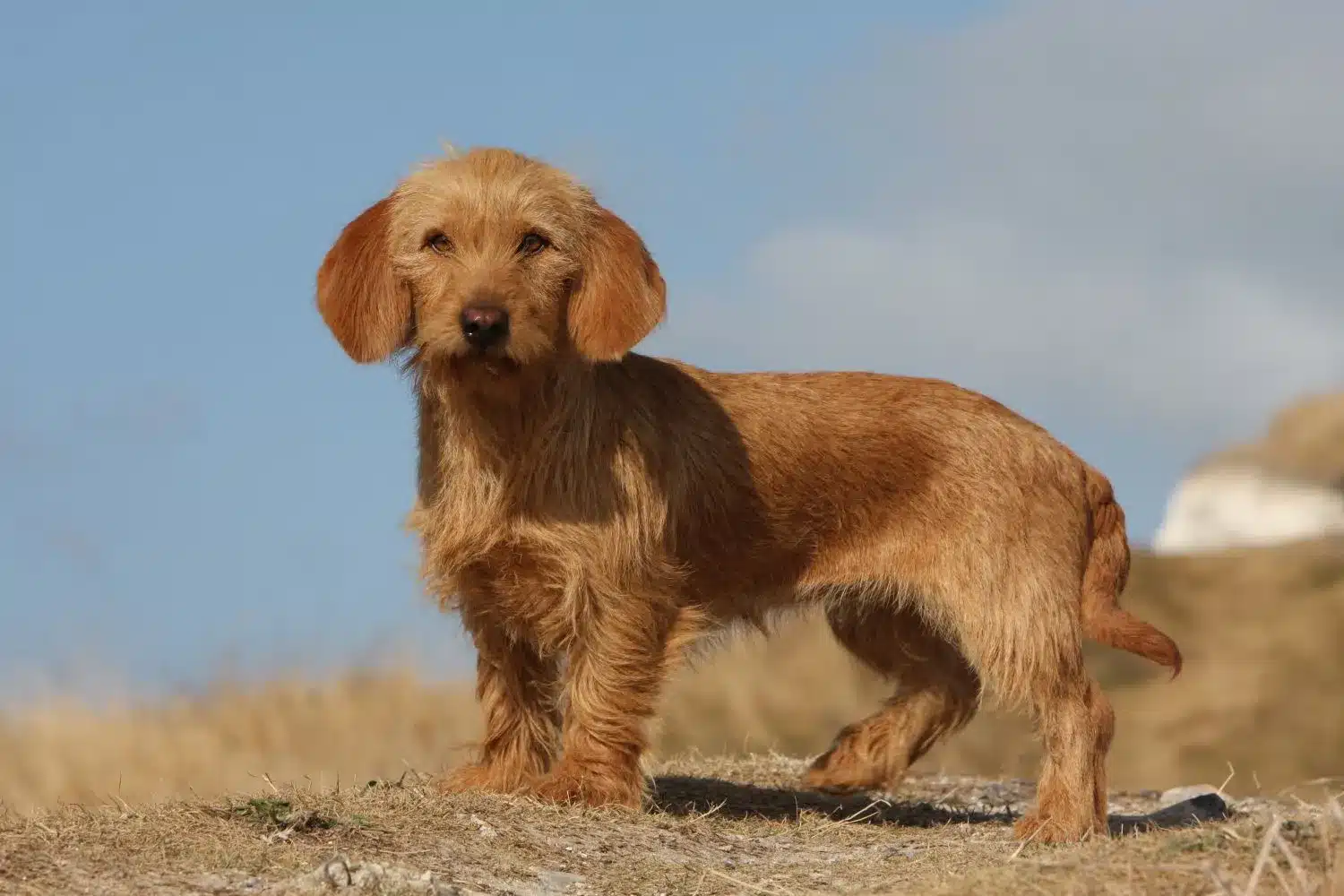 Scopri di più sull'articolo Allevatore di Basset fauve de Bretagne