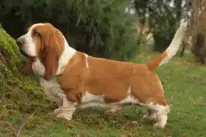 Scopri di più sull'articolo Allevatore di Basset Hound