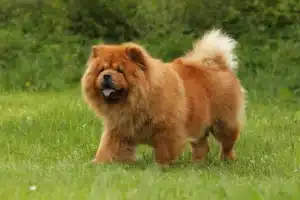 Scopri di più sull'articolo Allevatore di Chow Chow