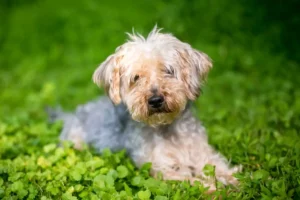 Scopri di più sull'articolo Allevatore di Yorkipoo