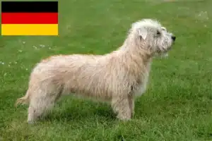 Scopri di più sull'articolo Allevatori e cuccioli di Irish Glen of Imaal Terrier in Germania