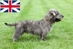 Scopri di più sull'articolo Allevatori e cuccioli di Irish Glen of Imaal Terrier in Gran Bretagna