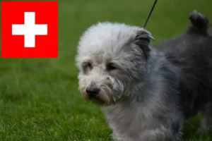 Scopri di più sull'articolo Allevatori e cuccioli di Irish Glen of Imaal Terrier in Svizzera