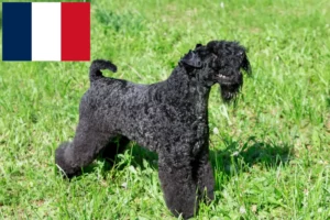 Scopri di più sull'articolo Allevatori e cuccioli di Kerry Blue Terrier in Francia