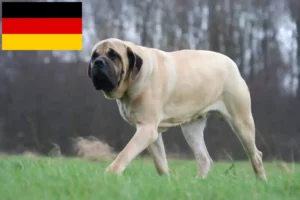 Scopri di più sull'articolo Allevatori e cuccioli di Mastino in Germania