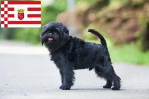 Scopri di più sull'articolo Allevatori di Affenpinscher e cuccioli a Brema