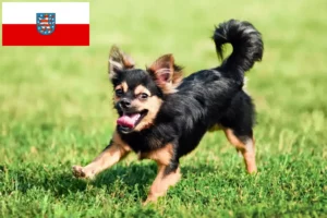 Scopri di più sull'articolo Allevatori di Chihuahua e cuccioli in Turingia