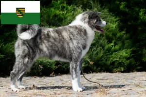 Scopri di più sull'articolo Allevatori di Akita e cuccioli in Sassonia