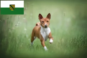 Scopri di più sull'articolo Allevatori di Basenji e cuccioli in Sassonia