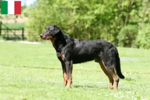 Scopri di più sull'articolo Allevatori di Beauceron e cuccioli in Italia