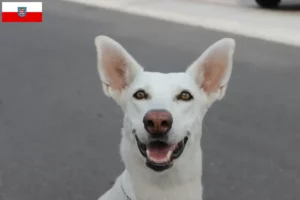 Scopri di più sull'articolo Allevatori di cani e cuccioli di Canaan in Turingia