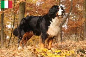 Scopri di più sull'articolo Allevatore di cani da montagna bernesi e cuccioli in Italia