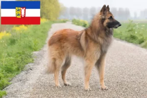 Scopri di più sull'articolo Allevatore di cani da pastore belga e cuccioli in Schleswig-Holstein