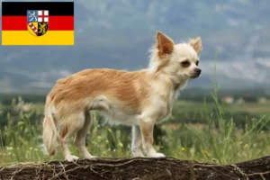 Scopri di più sull'articolo Allevatori di Chihuahua e cuccioli in Saarland