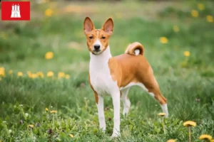 Scopri di più sull'articolo Allevatori di Basenji e cuccioli a Amburgo