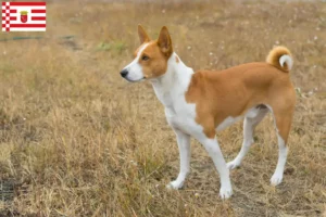 Scopri di più sull'articolo Allevatori e cuccioli di Basenji a Brema