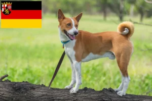 Scopri di più sull'articolo Allevatori di Basenji e cuccioli in Renania-Palatinato