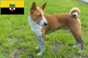 Scopri di più sull'articolo Allevatori e cuccioli di Basenji in Sassonia-Anhalt