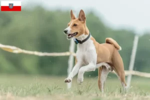 Scopri di più sull'articolo Allevatori di Basenji e cuccioli in Turingia