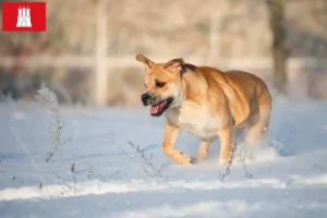 Scopri di più sull'articolo Allevatori e cuccioli di Ca de Bou a Amburgo