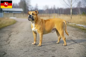 Scopri di più sull'articolo Allevatori e cuccioli di Ca de Bou in Bassa Sassonia