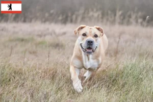 Scopri di più sull'articolo Allevatori e cuccioli di Ca de Bou a Berlino