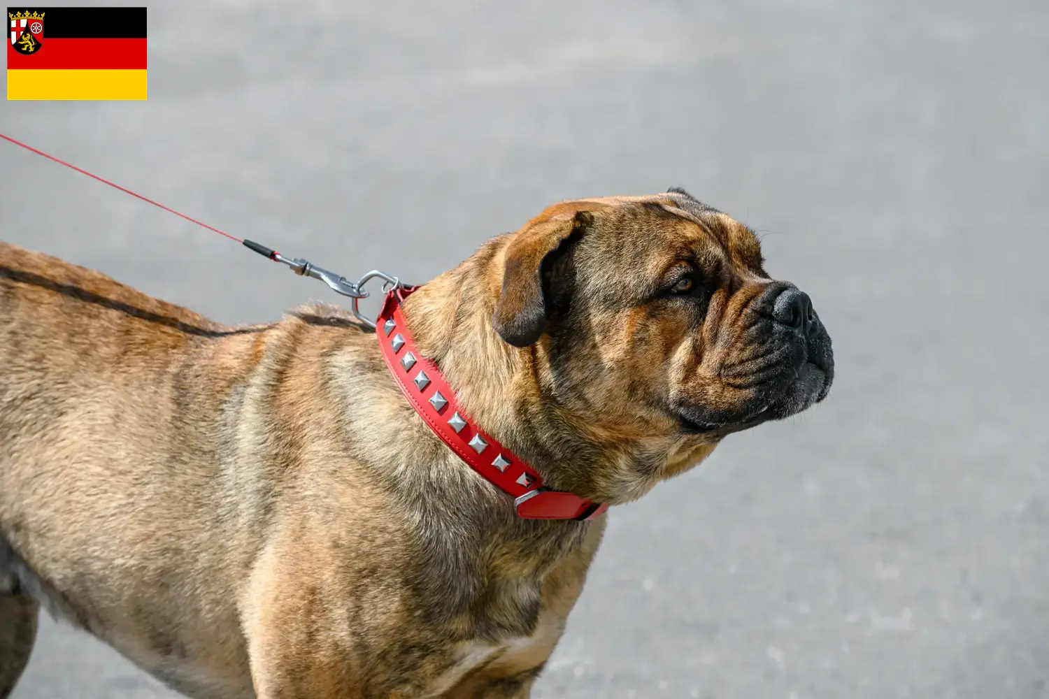 Scopri di più sull'articolo Allevatori di Ca de Bou e cuccioli in Renania-Palatinato