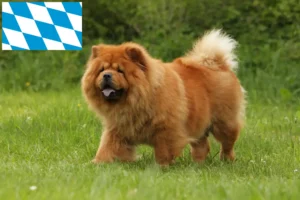 Scopri di più sull'articolo Allevatori di Chow-Chow e cuccioli in Baviera