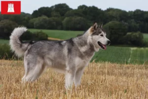 Scopri di più sull'articolo Allevatori di Alaskan Malamute e cuccioli a Amburgo