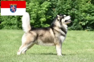 Scopri di più sull'articolo Allevatori di Alaskan Malamute e cuccioli in Hessen