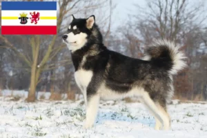 Scopri di più sull'articolo Allevatori di Alaskan Malamute e cuccioli in Mecklenburg-Vorpommern