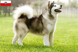 Scopri di più sull'articolo Allevatori di Alaskan Malamute e cuccioli in Turingia