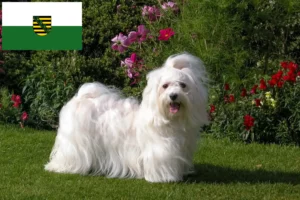 Scopri di più sull'articolo Allevatori e cuccioli di Havanese in Sassonia