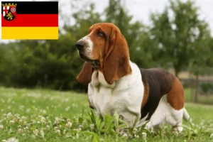 Scopri di più sull'articolo Allevamenti di Basset Hound e cuccioli in Renania-Palatinato