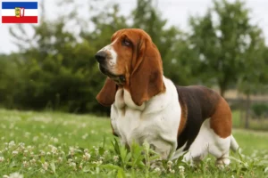 Scopri di più sull'articolo Allevatori di Basset Hound e cuccioli in Schleswig-Holstein