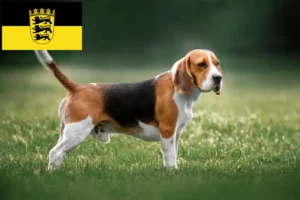 Scopri di più sull'articolo Allevatori di Beagle e cuccioli in Baden-Württemberg