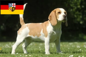 Scopri di più sull'articolo Allevatori di Beagle e cuccioli in Saarland