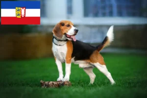 Scopri di più sull'articolo Allevatori di Beagle e cuccioli in Schleswig-Holstein